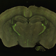 Illustration for article titled It Takes the Entire Internet to Map a Mouses Brain